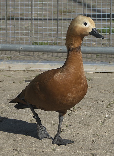 来实现综合